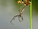 elistnatka Tetragnatha montana